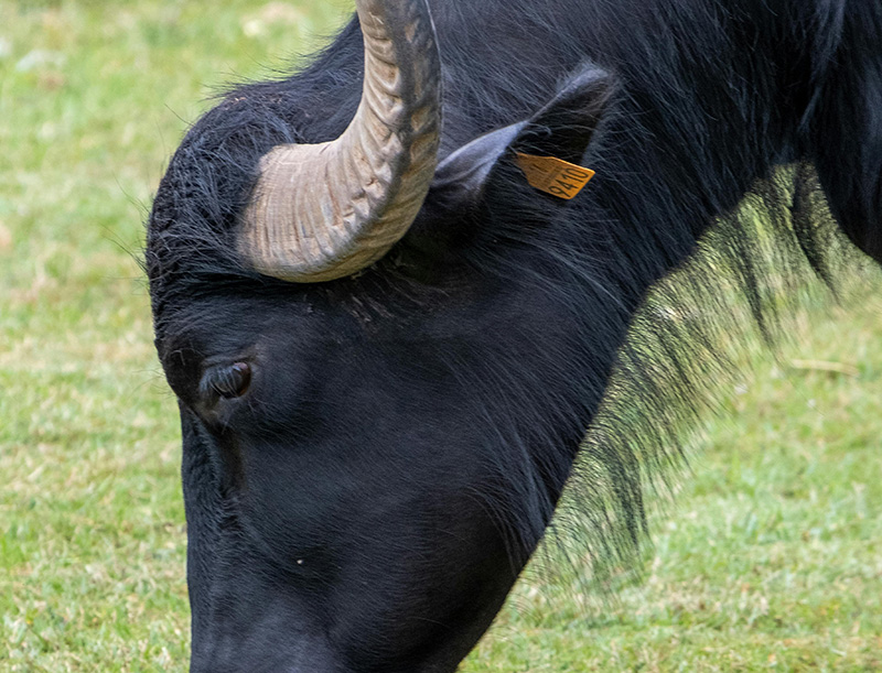 Tenuta Vannulo